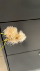 Eriophorum virginicum