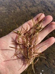 Potamogeton foliosus