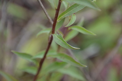 Solidago virgaurea virgaurea