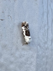 Ponometia candefacta