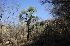 Cussonia paniculata sinuata
