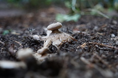 Geastrum striatum