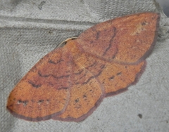 Apodrepanulatrix liberaria