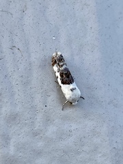 Ponometia candefacta