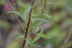 Solidago virgaurea virgaurea