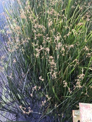 Schoenoplectus lacustris