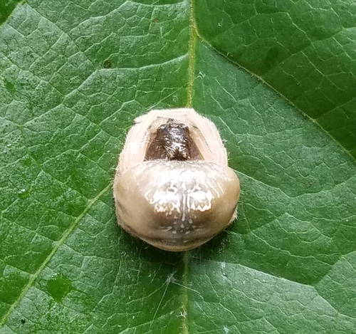 Yeargan's Bolas Spider