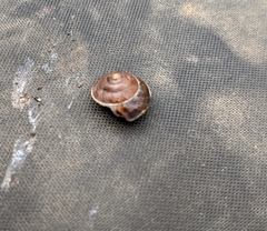 Hygromia cinctella
