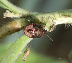 Peribalus strictus vernalis