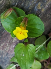 Erythranthe glabrata