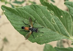 Cylindromyia