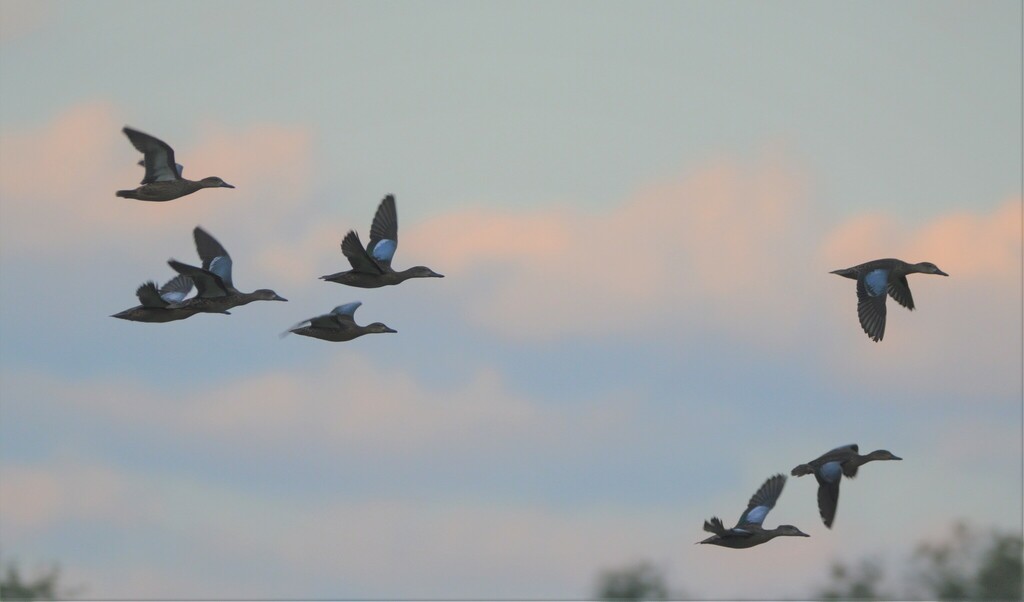 Bluewinged Teal from Ellen Trout Park Lufkin TX on September 11, 2022