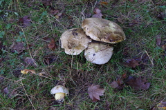 Caloboletus radicans