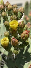 Opuntia engelmannii