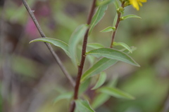 Solidago virgaurea virgaurea