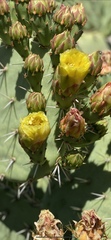 Opuntia engelmannii