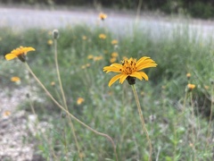 Wedelia hispida