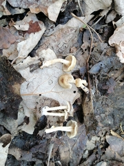 Meottomyces dissimulans