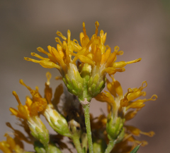 Isocoma pluriflora