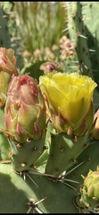 Opuntia engelmannii