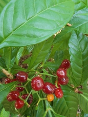 Psychotria nervosa