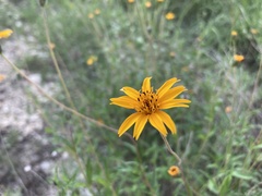 Wedelia hispida