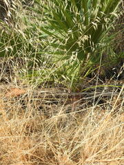 Washingtonia filifera