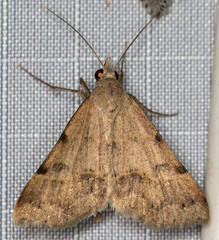 Hemeroplanis historialis