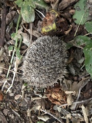 Hemiechinus auritus