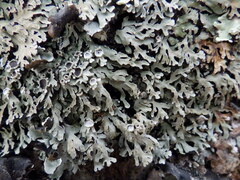 Physconia distorta