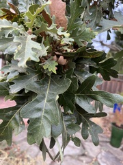 Quercus lobata