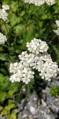Achillea millefolium