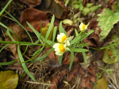 Linaria vulgaris