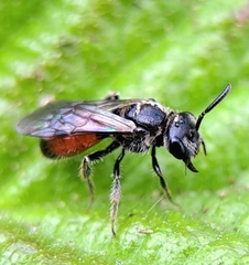 Sphecodes