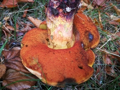 Neoboletus erythropus