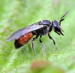 Sphecodes