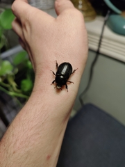 Xyloryctes jamaicensis