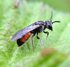 Sphecodes