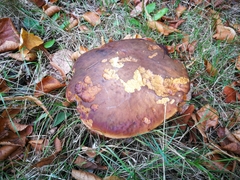 Neoboletus erythropus