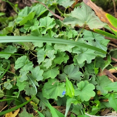 Alchemilla mollis