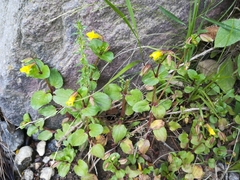 Erythranthe glabrata