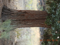 Juniperus occidentalis