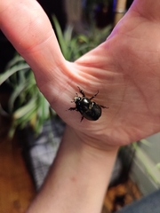 Xyloryctes jamaicensis