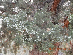 Juniperus occidentalis