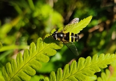Dasysyrphus tricinctus