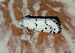 Grotella binda