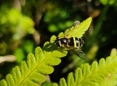 Dasysyrphus tricinctus