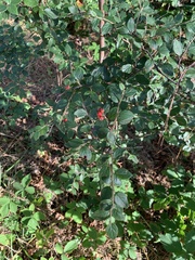 Cotoneaster simonsii