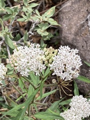 Asclepias texana