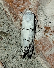 Grotella binda